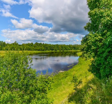 Kin 'deki Luga nehrinin kıyısındaki parkta güneşli bir Temmuz günü