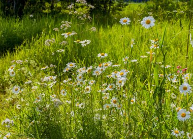 Çayırda papatya çayı, kediotu, ahududu ve diğer kır çiçekleri bir yaz günü. 