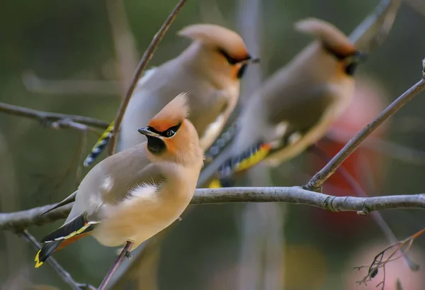 Waxwing Songbird Order Passerine Family Waxwing Family — Stock Photo, Image