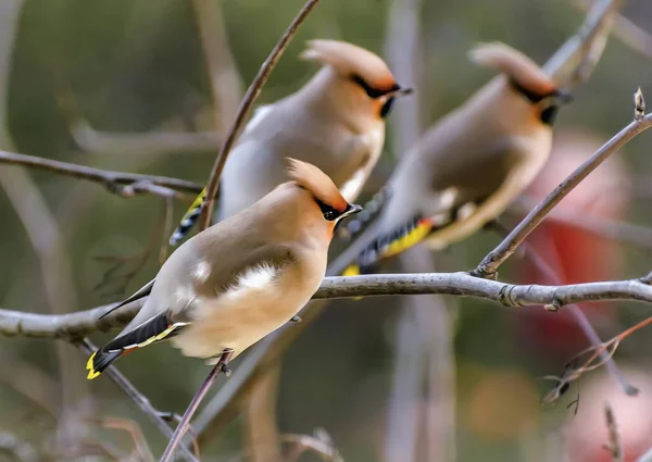 Waxwing Songbird Order Passerine Family Waxwing Family — Stock Photo, Image