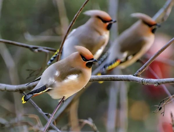 Waxwing Songbird Order Passerine Family Waxwing Family — Stock Photo, Image