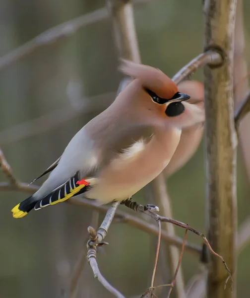 Waxwing Songbird Order Passerine Family Waxwing Family — Stock Photo, Image