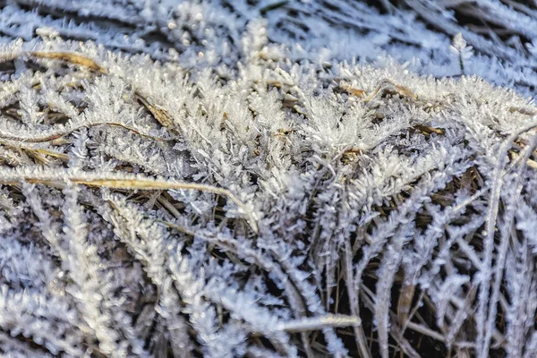乾燥した草の上の霜の背景 1ヶ月の寒い晴天 — ストック写真