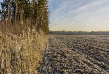 Ormanın kenarına sürülmüş tarlalar. Tarım arazisi. 