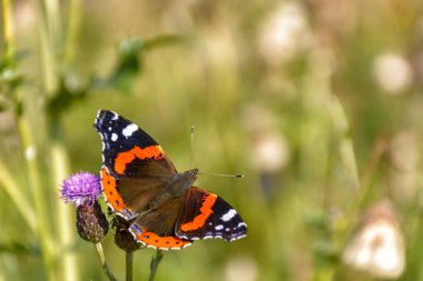 Kelebek Amiral bir çiçeğin üzerinde. Bulanık yeşil arkaplan.