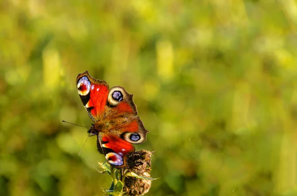 Butterfly Peacock Eye Flower Sow Thistle Blurred Background — Stock Photo, Image