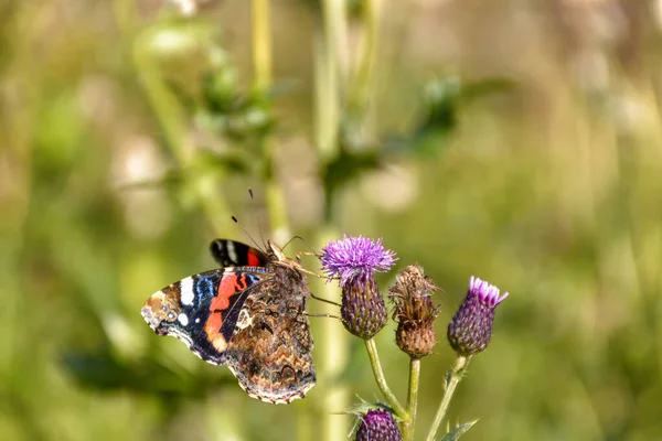 Schmetterling Admiral Auf Einer Blume Unscharfer Grüner Hintergrund — Stockfoto