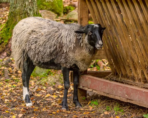 Ovce Pasoucí Volně Lese Ostrově Přišli Najíst Koryta — Stock fotografie
