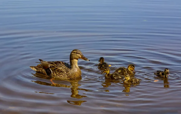 Anka Med Ankungar Nevafloden Stan — Stockfoto