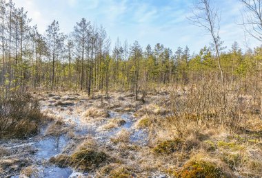 Soğuk bir Mart gününde bataklık manzarası.
