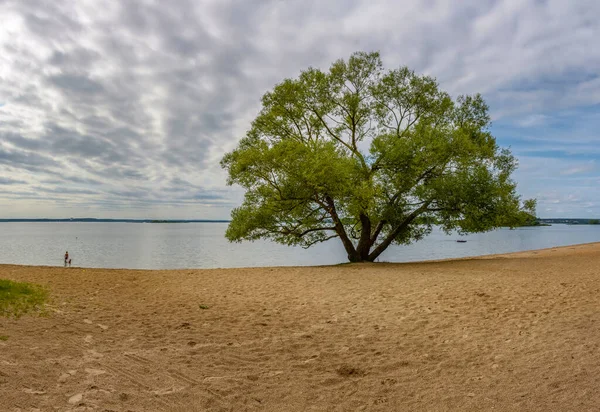 Saule Tentaculaire Sur Rive Mer Minsk République Biélorussie — Photo