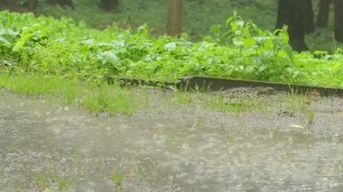 Ormanda yaz yağmuru, su birikintilerinde kabarcıklar.