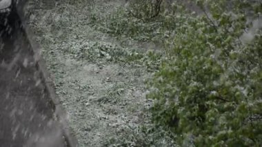 Mayıs ayında St. Petersburg 'da yoğun kar yağışlı.