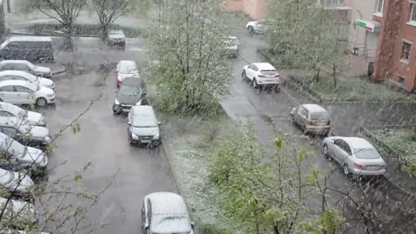 Nieve Fuerte Mes Mayo San Petersburgo — Vídeo de stock