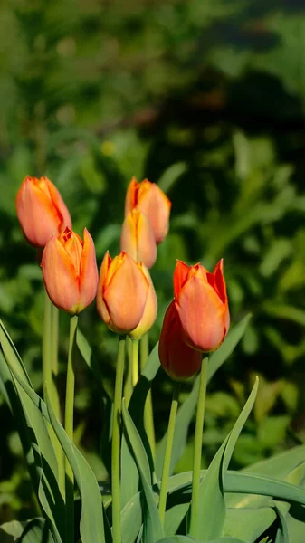 Fotos Von Tulpen Vertikalen Format Auf Einem Blumenbeet — Stockfoto
