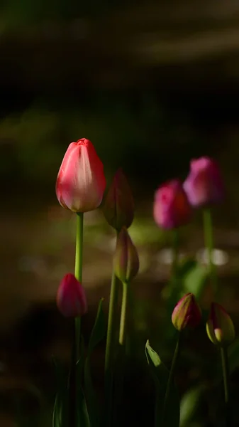 Fotos Tulipanes Formato Vertical Sobre Macizo Flores — Foto de Stock