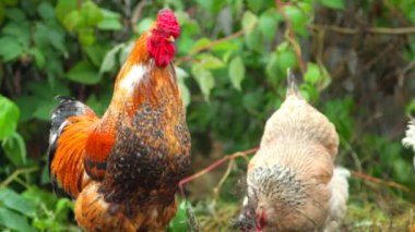 Tahıl gagalamayı tavuk horoz ile köy avluda yazın. Yakın çekim.