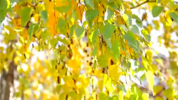 Hösten i parken: gyllene björkblad i solljuset — Stockvideo