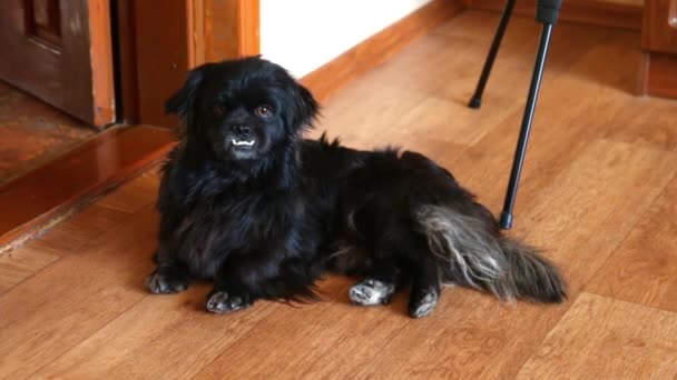 Lustiges Gesicht eines schwarzen Hundes. Schwarzer Hund sitzt auf dem Boden. — Stockvideo