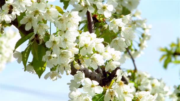 La abeja recogiendo el néctar de la flor en el día soleado primaveral — Vídeo de stock