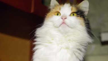 Üç renkli iyi beslenmiş kedi yaladı