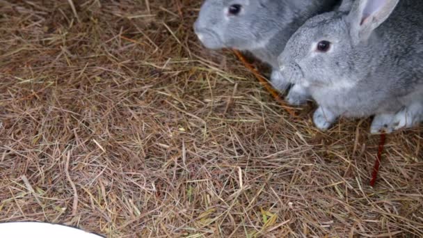 Different rabbits closeup in hutch — Stock Video