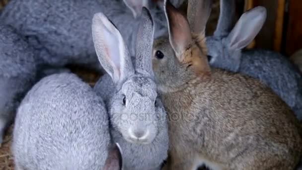 Graue Kaninchen auf trockenem Grasstroh — Stockvideo