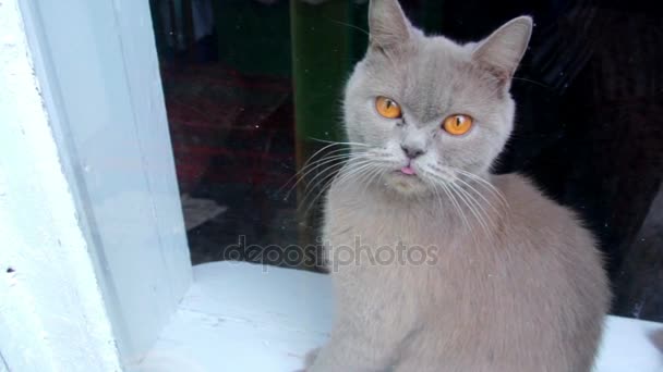 Gato gris en una ventana — Vídeo de stock