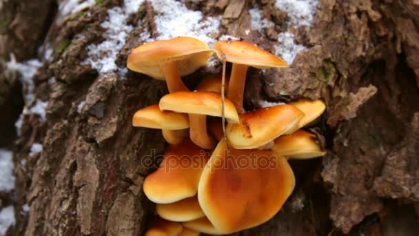 Помаранчевий гриб на корі дерева . — стокове відео