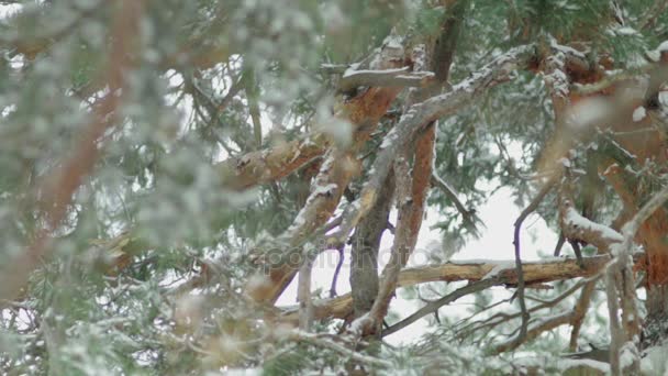 Pájaro carpintero con respaldo blanco estrictamente protegido Dendrocopos leucotos trabajando en un árbol muerto — Vídeos de Stock