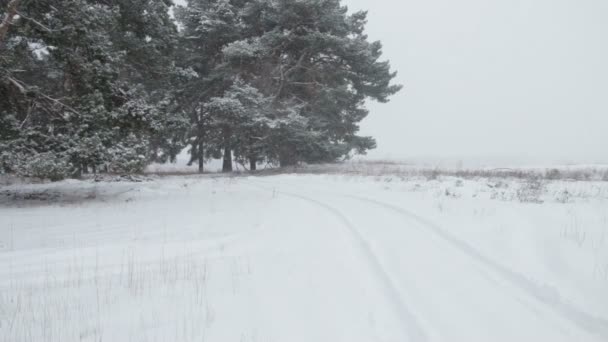 Árboles forestales cubiertos en invierno Nieve — Vídeos de Stock