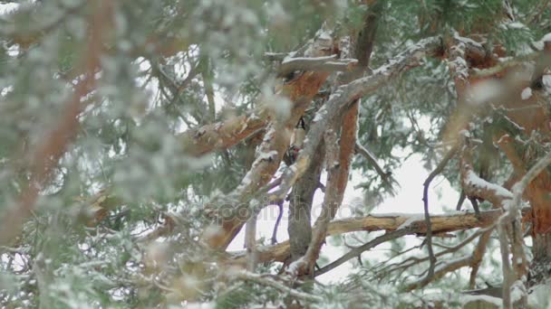 Picchio bianco strettamente protetto Dendrocopos leucotos che lavora su albero morto — Video Stock