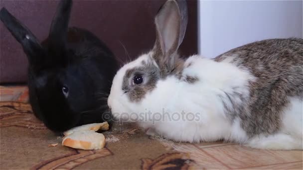 Kaninchenbaby sitzt zusammen — Stockvideo