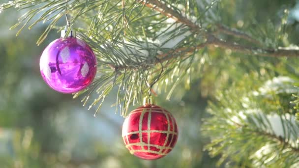 Red Christmas ball hanging on frosty fir tree. — Stock Video