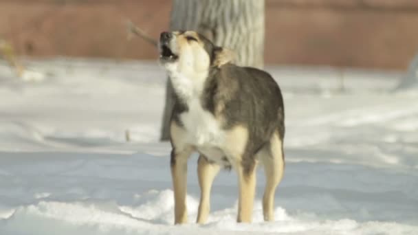 The dog protects the house. Vicious dog. The dog barks — Stock Video
