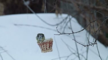Birdfeeder. Büyük baştankara Parus major