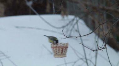 kış zamanında kuş büyük baştankara