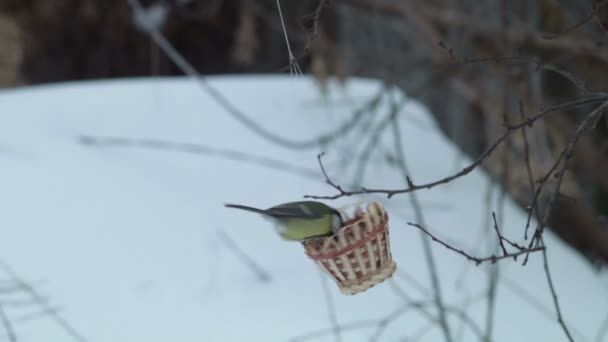 Vestirsi superiore di uccelli La consegna il piacere enorme da dialogo con la natura nell'inverno . — Video Stock