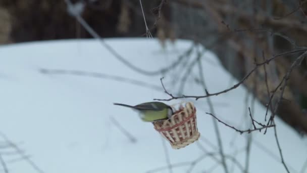 鳥の追肥を提供する大きな喜び、自然との対話から冬に. — ストック動画