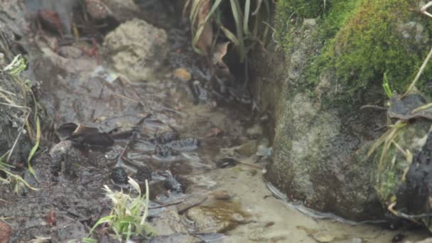 La source de la rivière russe — Video