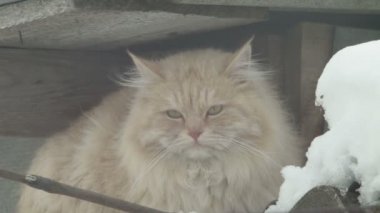 Sarı kedi sit çatıda