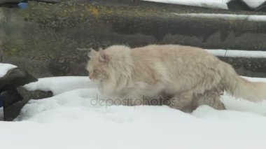 Avcılık çatı üzerinde yürüyen kedi. Mavi gökyüzü ve arka planda ufuk.