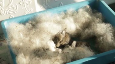 Tavşan sepet kabartmak ile oturuyor