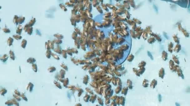 Včelařství, včely na přední straně úlu vchod — Stock video