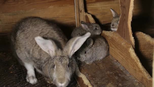 Un groupe de jeunes lapins dans la huche — Video