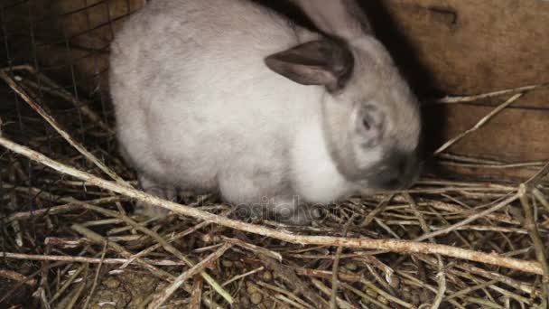 Милий білий кролик з довгими вухами в дерев'яній коробці — стокове відео