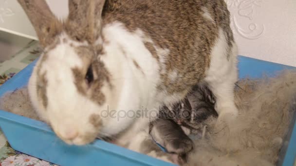 Новорождённых кроликов в корзине кормят . — стоковое видео