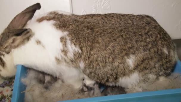 Newborn rabbits in the basket are fed — Stock Video