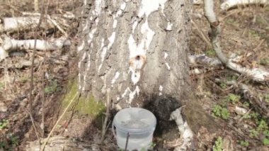 Huş ağacı sap toplama bahar.