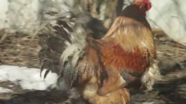 Dünya Güneş gün güzel horoz izleri.